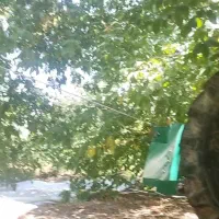 گردو تکان با دستگاه