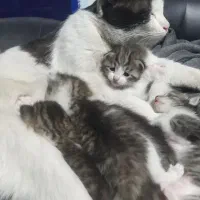 گربه