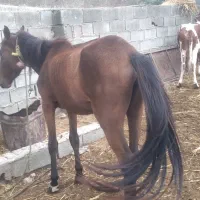 اسب ماده یون ۳ ساله