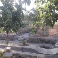 قطعه باغ فروشی در روستای گله بان|فروش دفتر صنعتی، کشاورزی، تجاری|یامچی, |دیوار