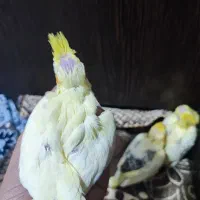 عروس هلندی|پرنده|لار, |دیوار