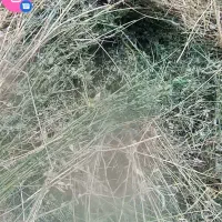 کاه یونجه