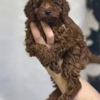 ریزترین سایز پودل- نر و ماده|سگ|تهران, نیلوفر|دیوار