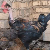 نیمچه مرغ وغاز بالغ