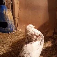 کفتردرجه یک.نوک ریز..|پرنده|کرمانشاه, |دیوار