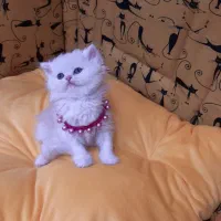 کوچولوهای لوکس و پشمالو