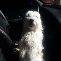 شیتزو خوشگل