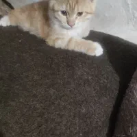 بچه گربه دوماهه