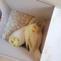 عروس هلندی|پرنده|کرمانشاه, |دیوار