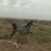اسب عرب خالص ایرانی