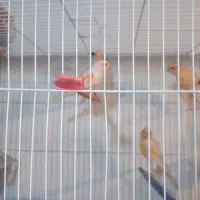 قناری نر وماده فروش فوری|پرنده|مشهد, نیزه|دیوار