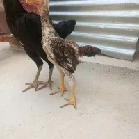 فروش جوجه اوشامو و تخم اوشامو|حیوانات مزرعه|قائم‌شهر, |دیوار