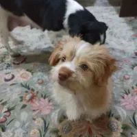 واگذاری رایگان پذ..رفته میشود