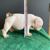 سگ انگلیش بولداگ اصیل دوماه|سگ|لواسان, |دیوار