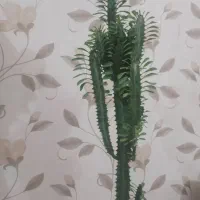 گل اف‌بی‌آی سبزوقرمز|گل و گیاه طبیعی|قزوین, |دیوار