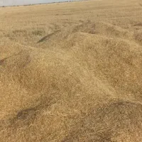 فروش کاه
