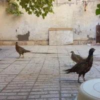 مرغ وخروس زینتی|حیوانات مزرعه|نیشابور, دارایی|دیوار