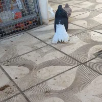 سیاه دم سفید