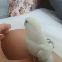 طوطی برزیلی با تخم و جوجه