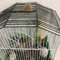 همستر کمپل|موش و خرگوش|تهران, سبلان (لشگر)|دیوار