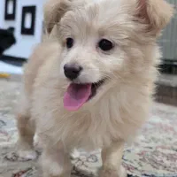 توله پامر و اشپیتز|سگ|اصفهان, پوریای ولی|دیوار