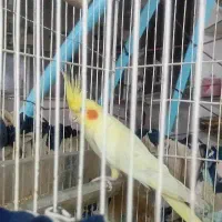 عروس هلندی نر