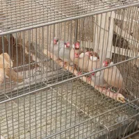 فنچ نرگسی شکلاتی ۲ جفت زیر قیمت|پرنده|تهران, استاد معین|دیوار