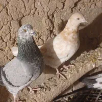 ۹ عدد پرشی به شرط