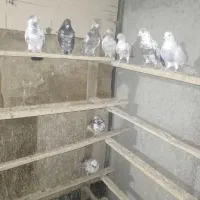 ۱۰ عدد کبوتر پرشی و خیلی خوب ۱۵۰۰