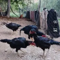4مرغ 1خروس|حیوانات مزرعه|سردشت, |دیوار