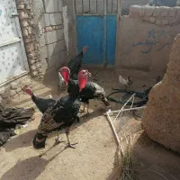 2بوغلمون نر و2تاماده و2تا خروس مینیا توری|حیوانات مزرعه|مه ولات, |دیوار