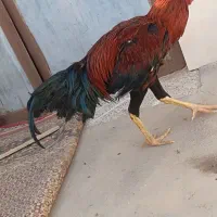 مرغ و خروس لاری