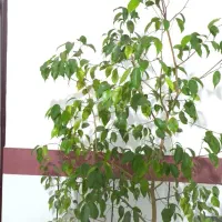 گل گیاه|گل و گیاه طبیعی|میاندوآب, |دیوار