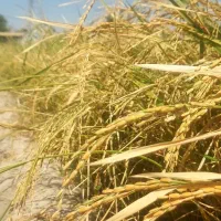 شلتوک درجه یک اورگانیک