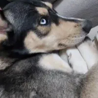 سگ گمشده محدوده خیابان ملکی رباط کریم|حیوانات|رباطکریم, رباطکریم|دیوار