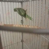 یک جفت طوطی ملنگو سالم وسرحال