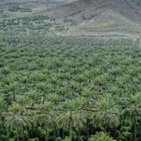 باغچه ۱۰۰۰ متری بخش بوشکان