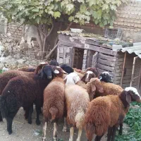 توقلی ماده چاق گوسفند بره دار بزغاله|حیوانات مزرعه|آق قلا, |دیوار