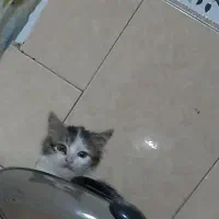 گربه نژاد دار