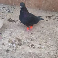 کبوتر زاغ نشون دار تهرانی شهرستانی