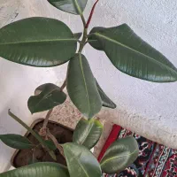 گل گوش فیلی