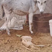 ۹راس خر شیری و کره خر|حیوانات مزرعه|ساوه, |دیوار