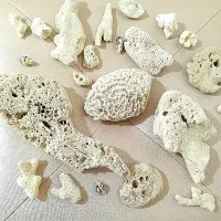 کلکسیون سنگ های مرجانی اصل