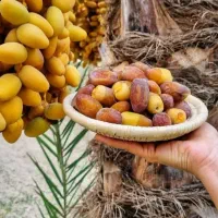 استخدام خانم در شرکت بسته بندی خرما