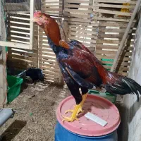 خروس لاری صابونی و قرمز