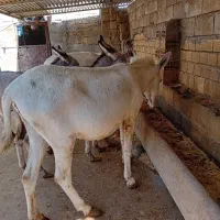 فروش الاغ صرفا به خاطر کمبود جا|حیوانات مزرعه|کرمانشاه, |دیوار