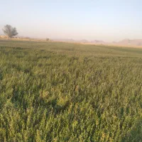 اجاره ۴۵۰۰ متری