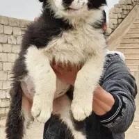 واگذاری توله نرولاس قدرجونی|سگ|نجفآباد, امام خمینی|دیوار