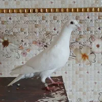 کبوتر مسافتی فروشی|پرنده|کلاله, |دیوار