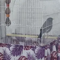 پرنده مینا جهت جفت گیری